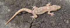 ڻҧ