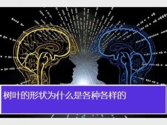 Ҷ״ΪʲôǸָ