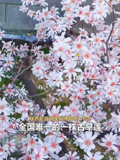 400岁古旱莲开花